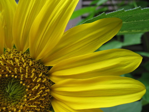 flowerpower
