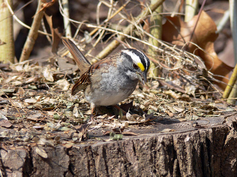 白頷Sparrow
