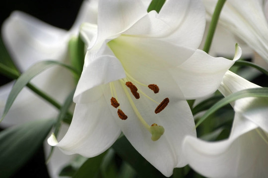 純白色的百合花