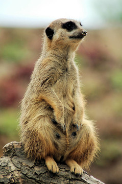 meercat