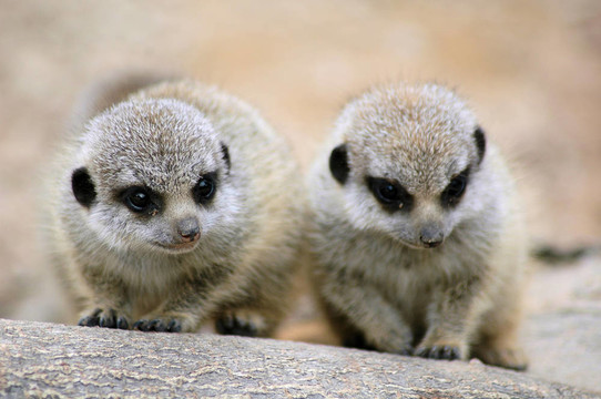 寶貝meercat
