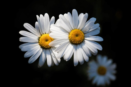 雛菊