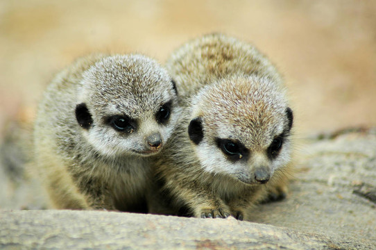 寶貝meercats