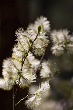 柳樹(shù)開(kāi)花