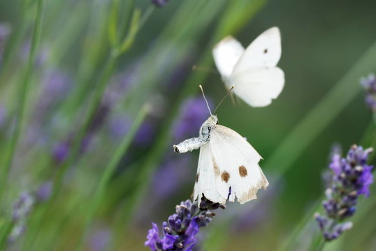 在薰衣草花兩白butterflyes