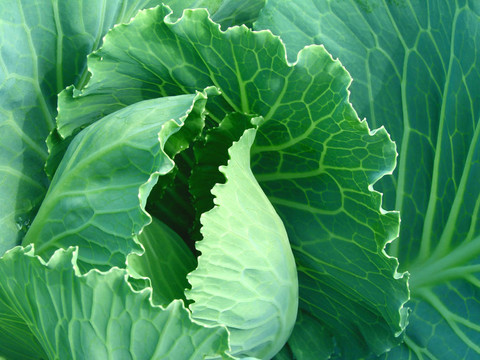 種白菜