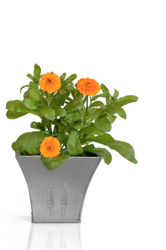 金盞花