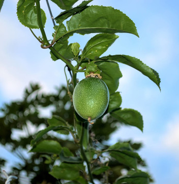 熱帶水果maracuya