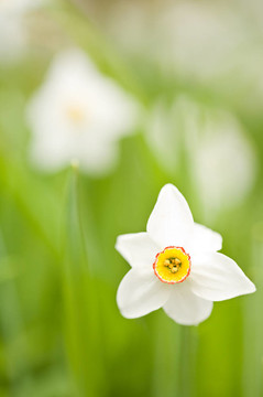 水仙（Narcissus）