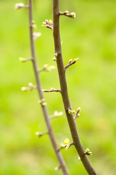 梅花幾乎盛開的花蕾