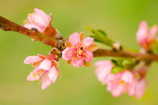 桃花