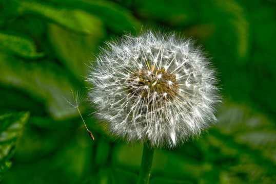 dangelion