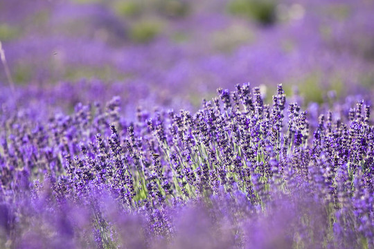 薰衣草花田