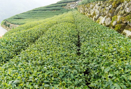 茶樹