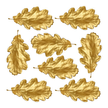 金橡樹(shù)葉美