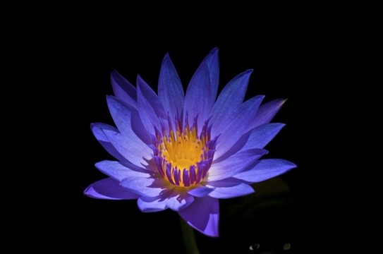 關(guān)島/蓮花