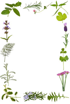 草本花與葉緣