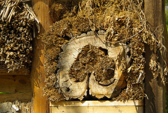 昆蟲(chóng)酒店03