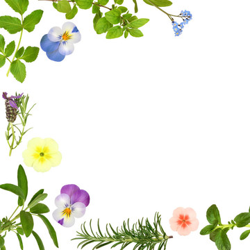 花與葉緣
