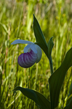 背光ladyslipper