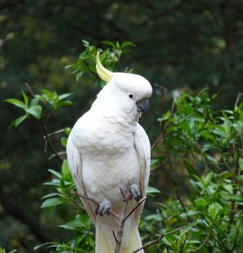 大白鳳頭鸚鵡