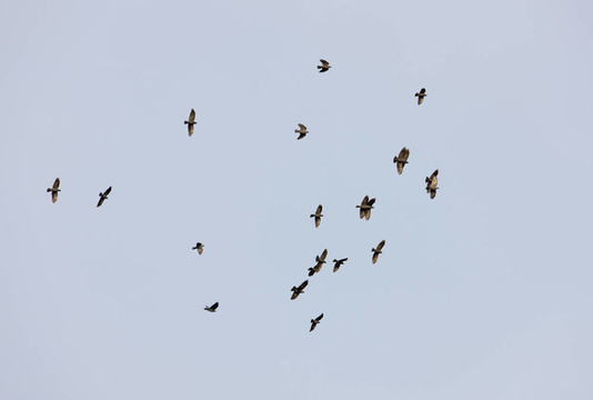 黑色的鳥