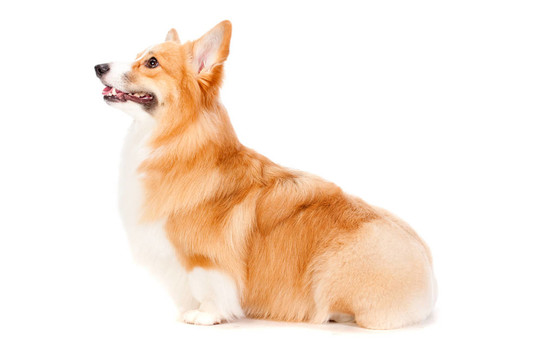 布朗和White Corgi