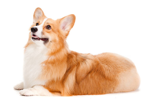 布朗和White Corgi