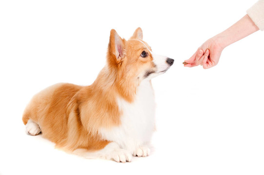 布朗和White Corgi