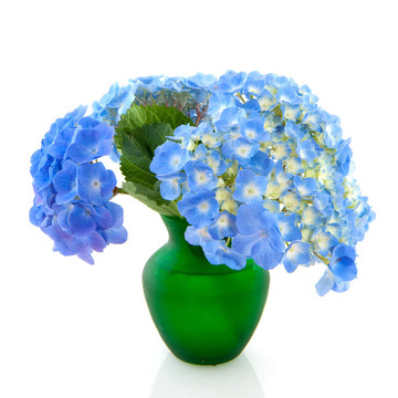 花園里的花繡球