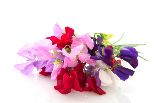 花園里的花vetching