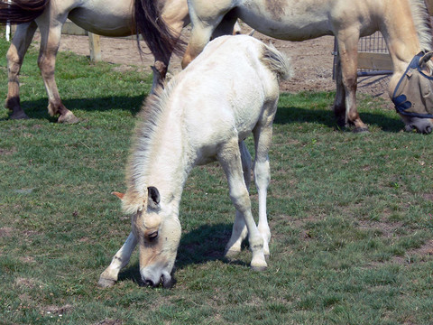 挪威峽灣馬馬駒