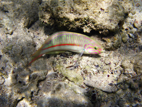 klunzinger的瀨魚(yú)