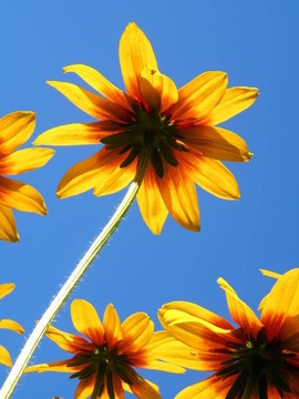 花