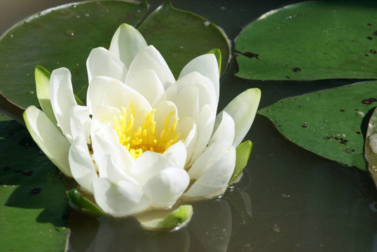 水百合