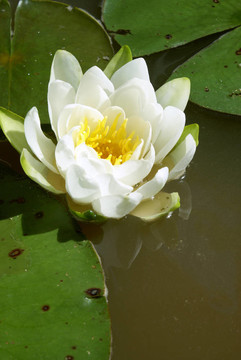 水百合