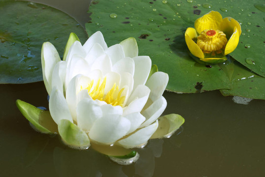 水百合