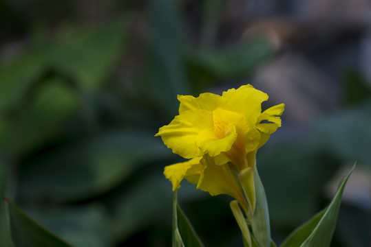 美人蕉