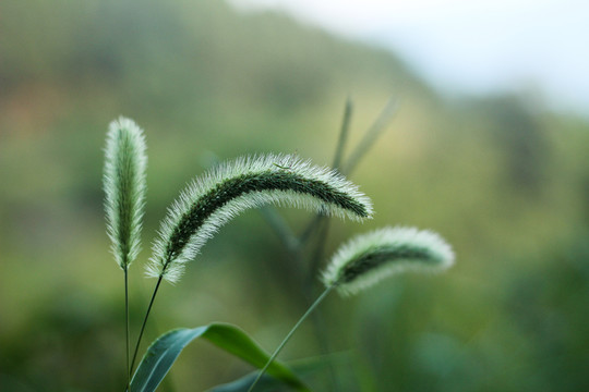 狗尾巴草