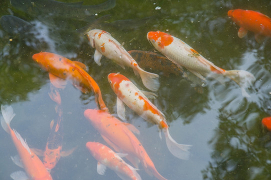游動魚群