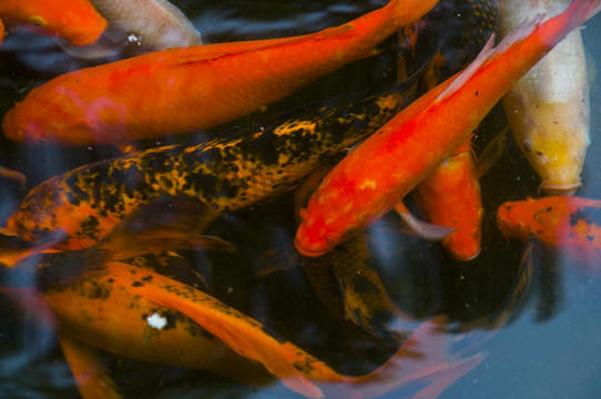 魚群圖