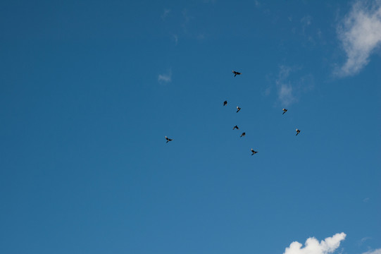 天空 飛鳥(niǎo)