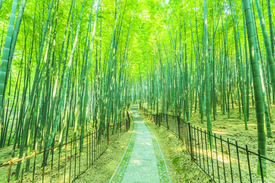 竹子 竹林