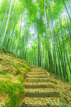 竹子 竹林