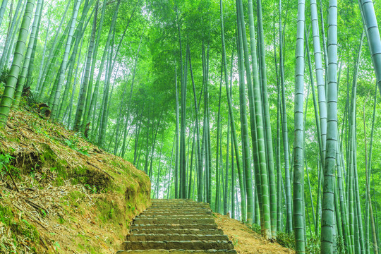 竹子 竹林