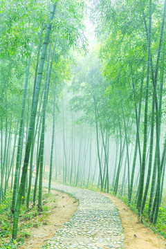 竹子竹林