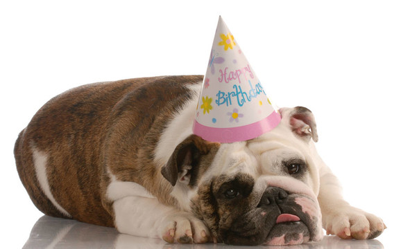 生日的狗