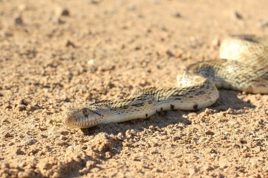 gophersnake曬