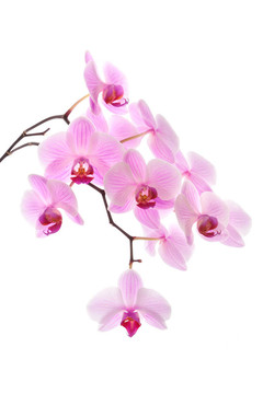 粉紅色的蘭花