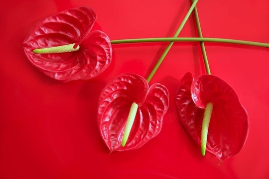 異國情調(diào)的美麗的紅色花還紅掌